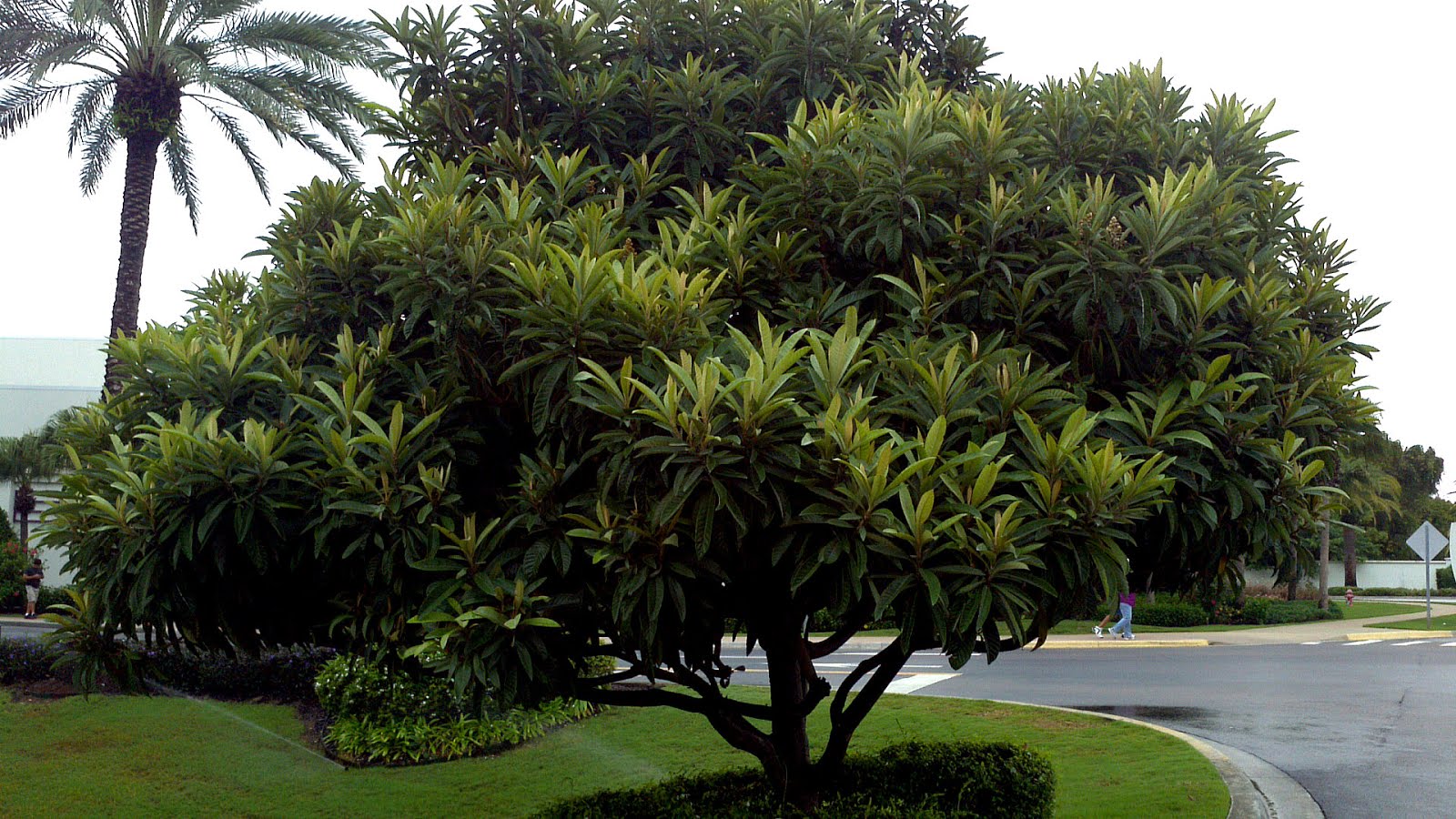 Plum Pruning Loquat Tree Tree Choices