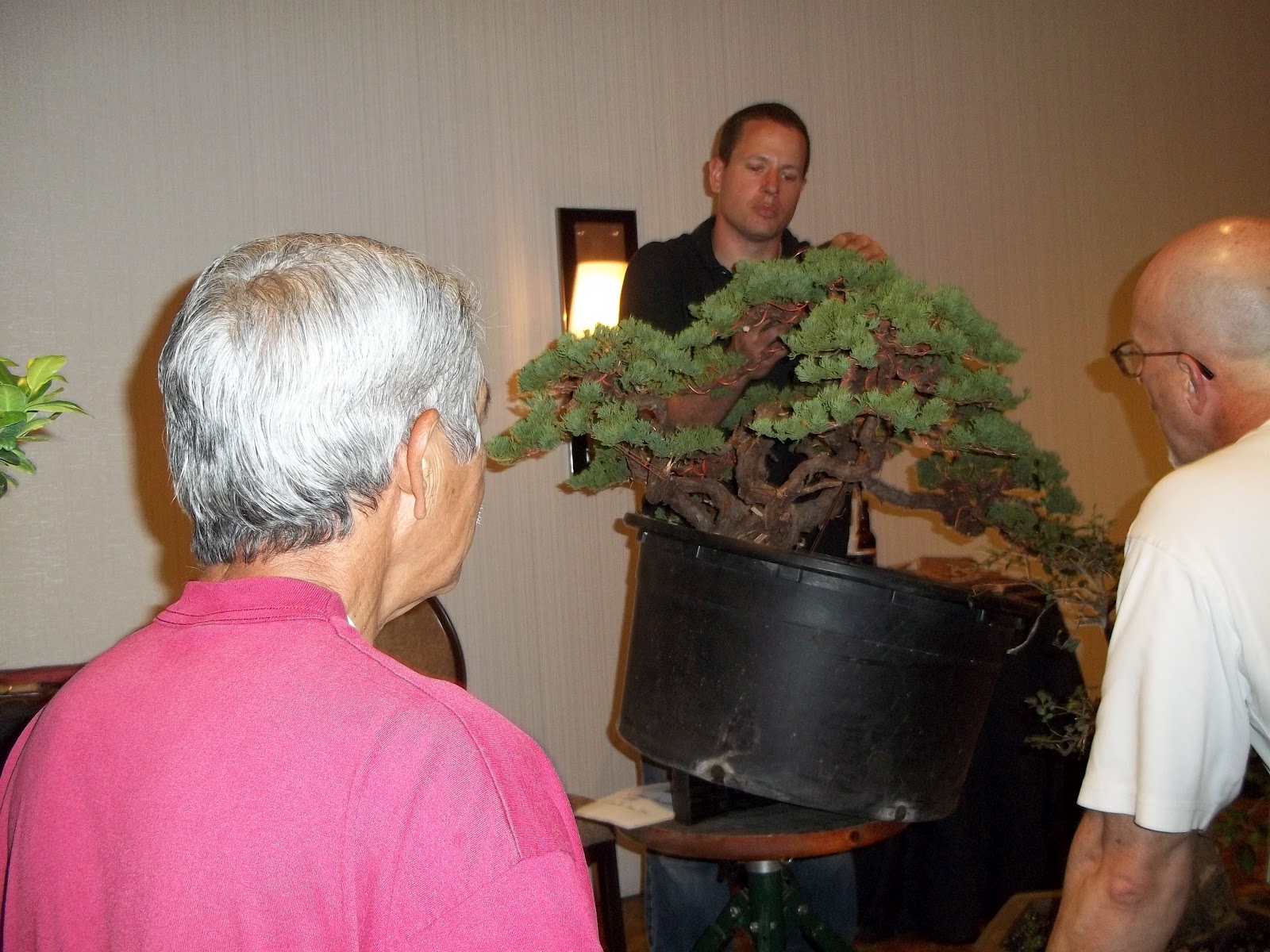Bent Tree Bonsai Dallas State Bonsai Convention 2012
