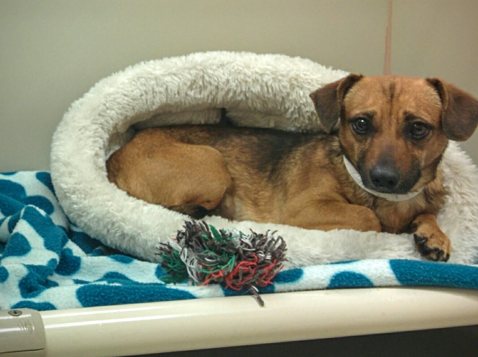 Dogs Luv Us and We Luv Them 3 Dogs Looking For Valentine Love