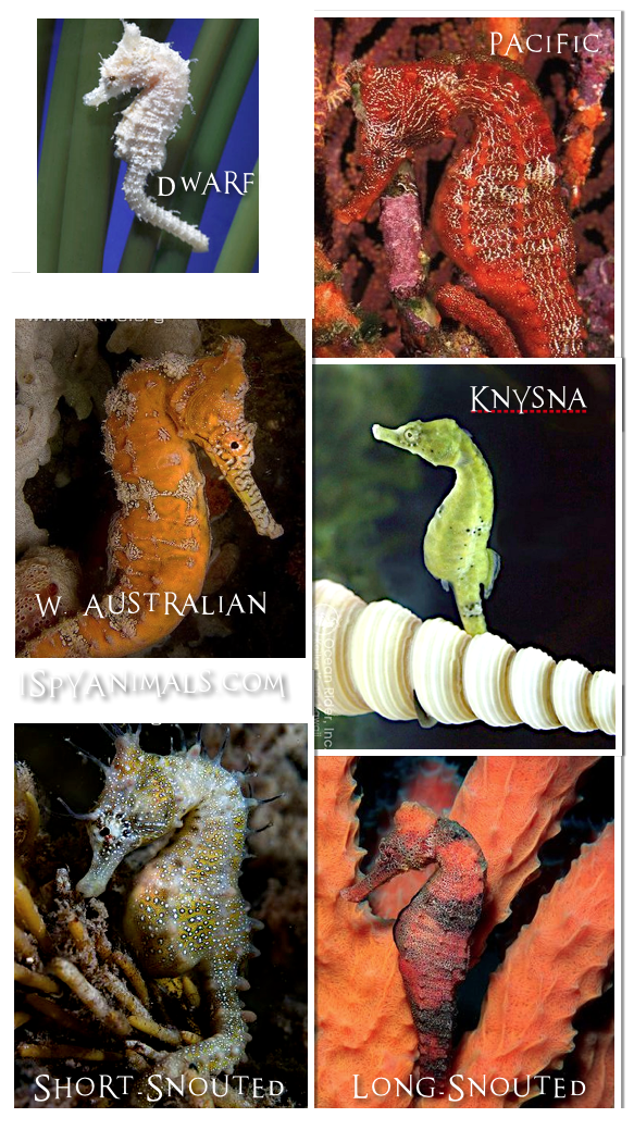 I Spy Animals Seahorses Like You've Never Seen Before