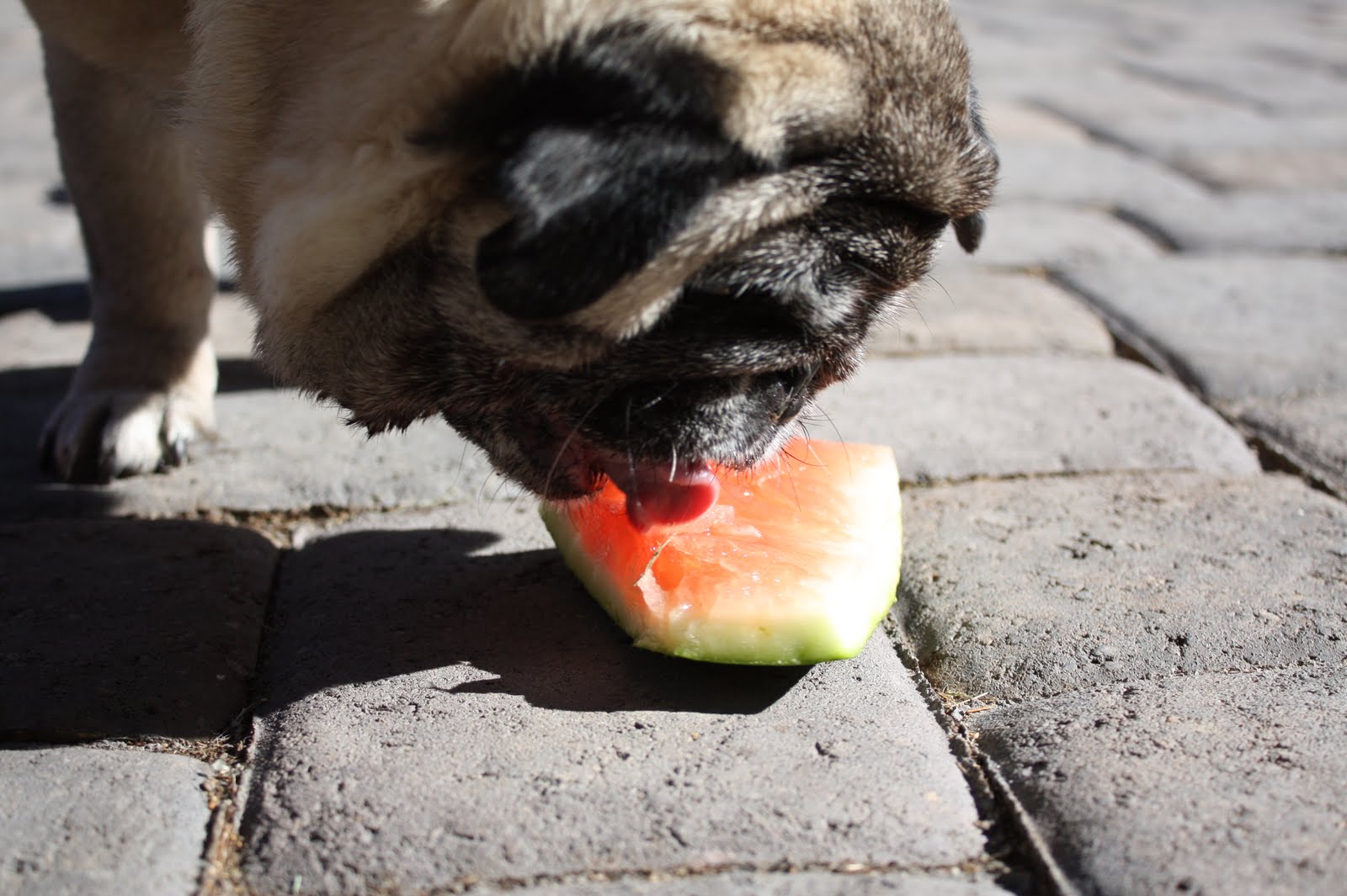 Wilsons and Pugs Pugs + Watermelon