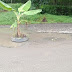 Antusias warga menanam pohon pisang akibat kesal melihat jalan tak kunjung diperbaiki.
