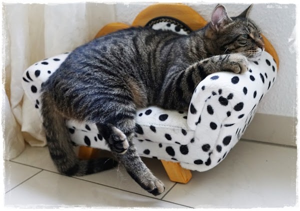 17 Ciri Tanda Kucing Sedang Mengalami Sakit 17 Ciri Tanda Kucing Sedang Mengalami Sakit