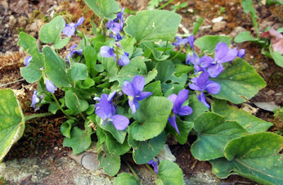 VIOLETAS SILVESTRES (Viola riviniana)