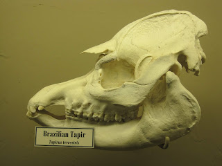 Amerika tapiri kafatası