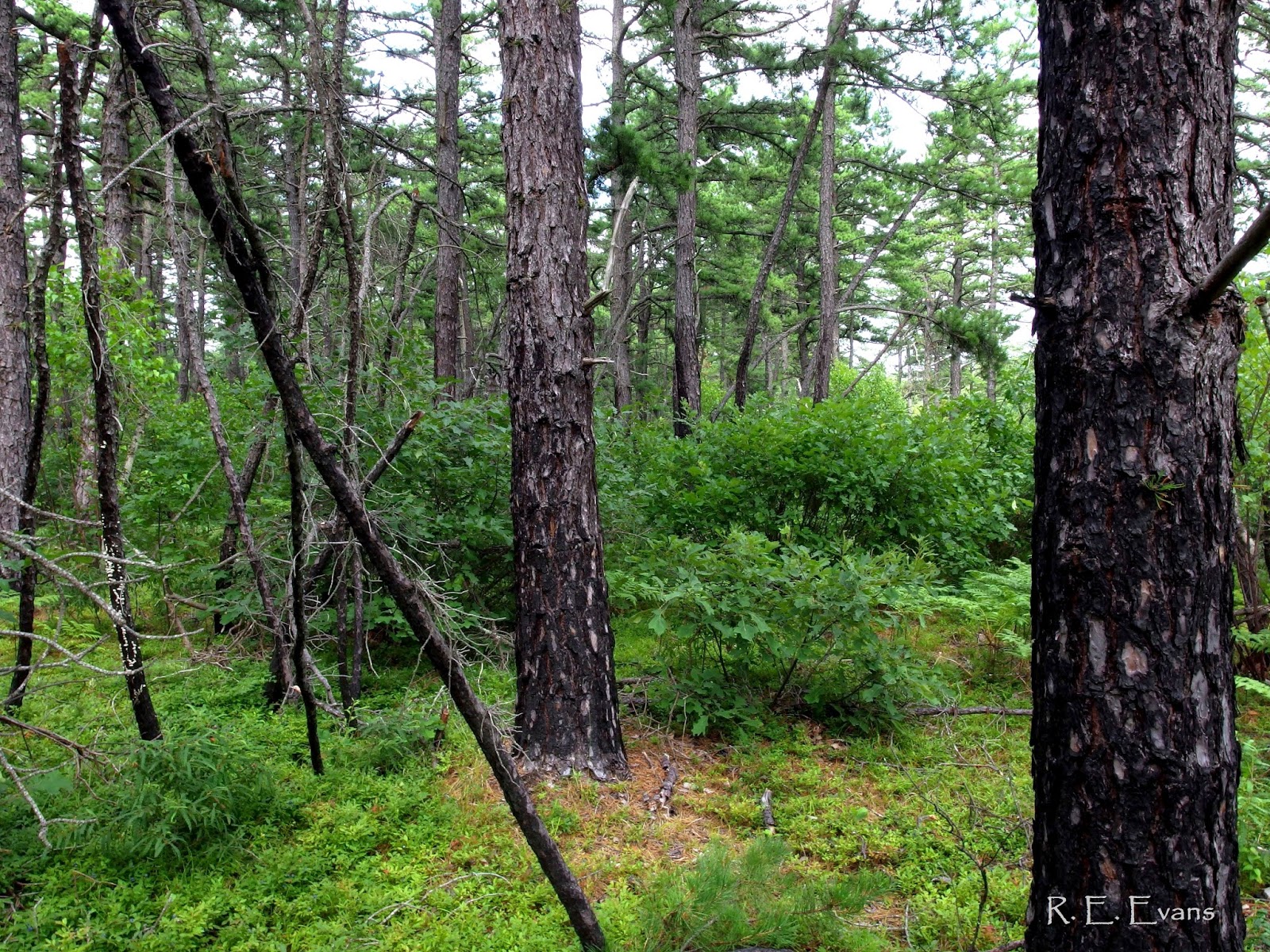 NC Plant Conservation & Beyond Pine Barrens & Grasslands in New