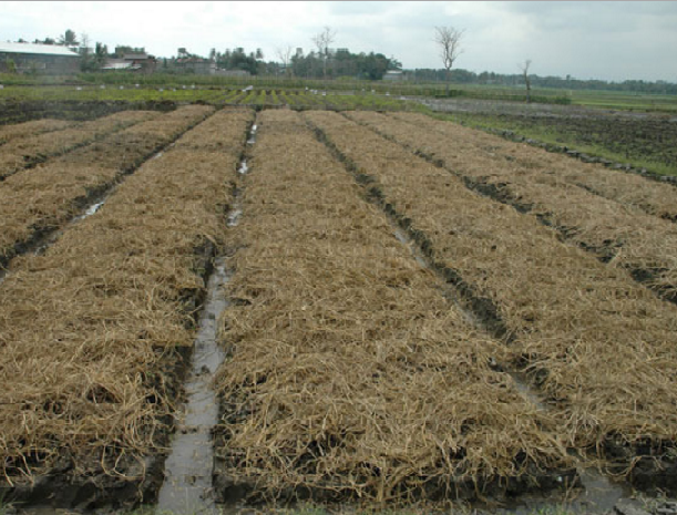 Panduan Budidaya Edamame Peluang Usaha Budidaya