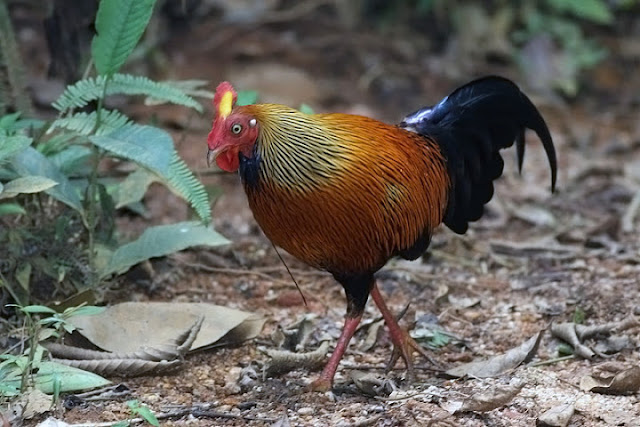 Sri Lankan Natinal Bird 