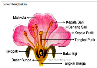 Bungan adalah bagian tumbuhan yang berfunsi sebagai alat reproduksi TUgas Biologi Bagian-Bagian Bunga dan fungsinya