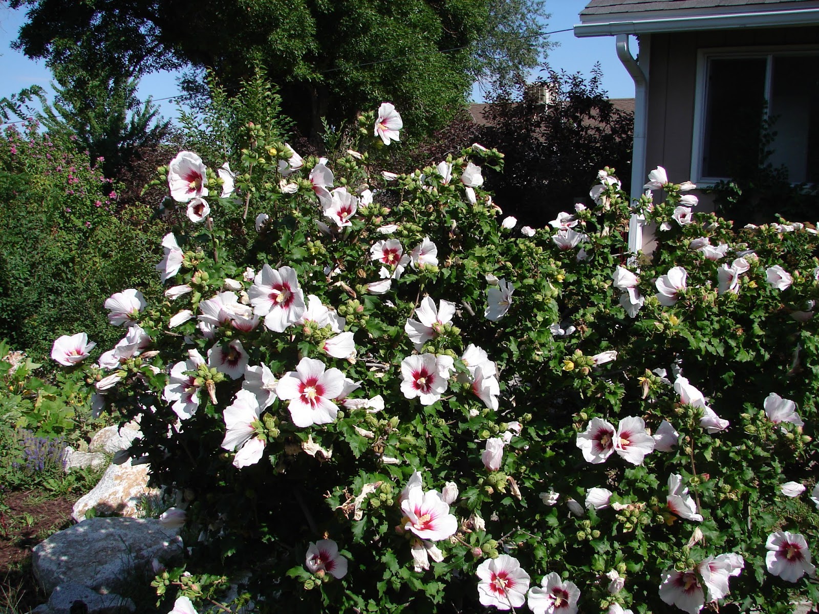 New Utah Gardener Hibiscus A Great Fall Bloomer In Utah