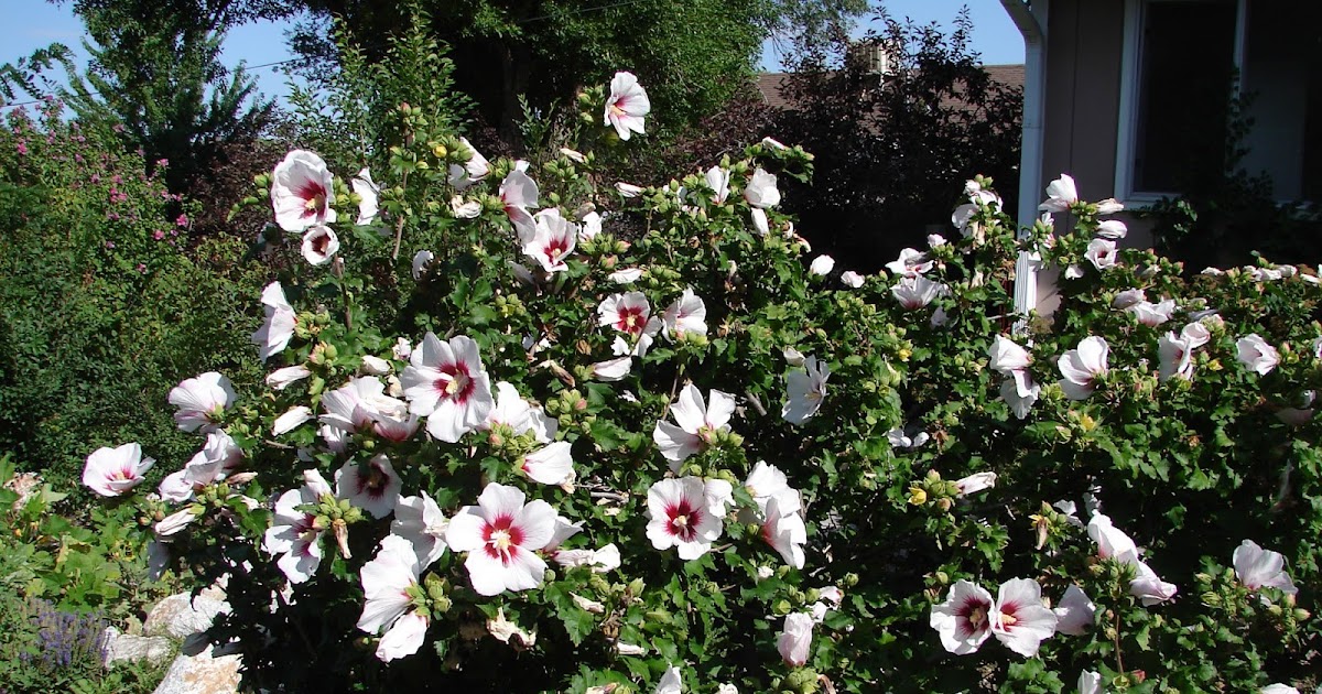 New Utah Gardener Hibiscus A Great Fall Bloomer In Utah