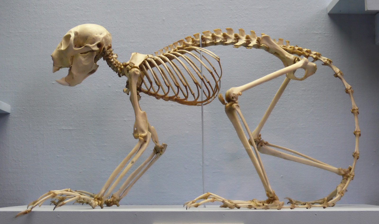 Скелет хвоста. Скелет обезьяны. Скелет шимпанзе. Скелет примата. Скелет мартышки.