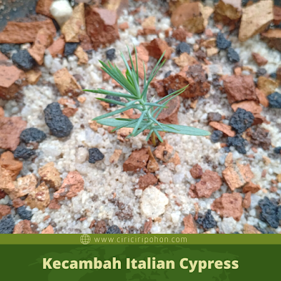 Kecambah Italian Cypress