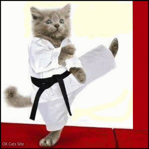 Art Cat GIF • Funny Karate kitten in action! Fast, strong and flexible! Don't mess with him! Art Cat GIF • Funny Karate kitten in action! Fast, strong and flexible! Don't mess with him!
