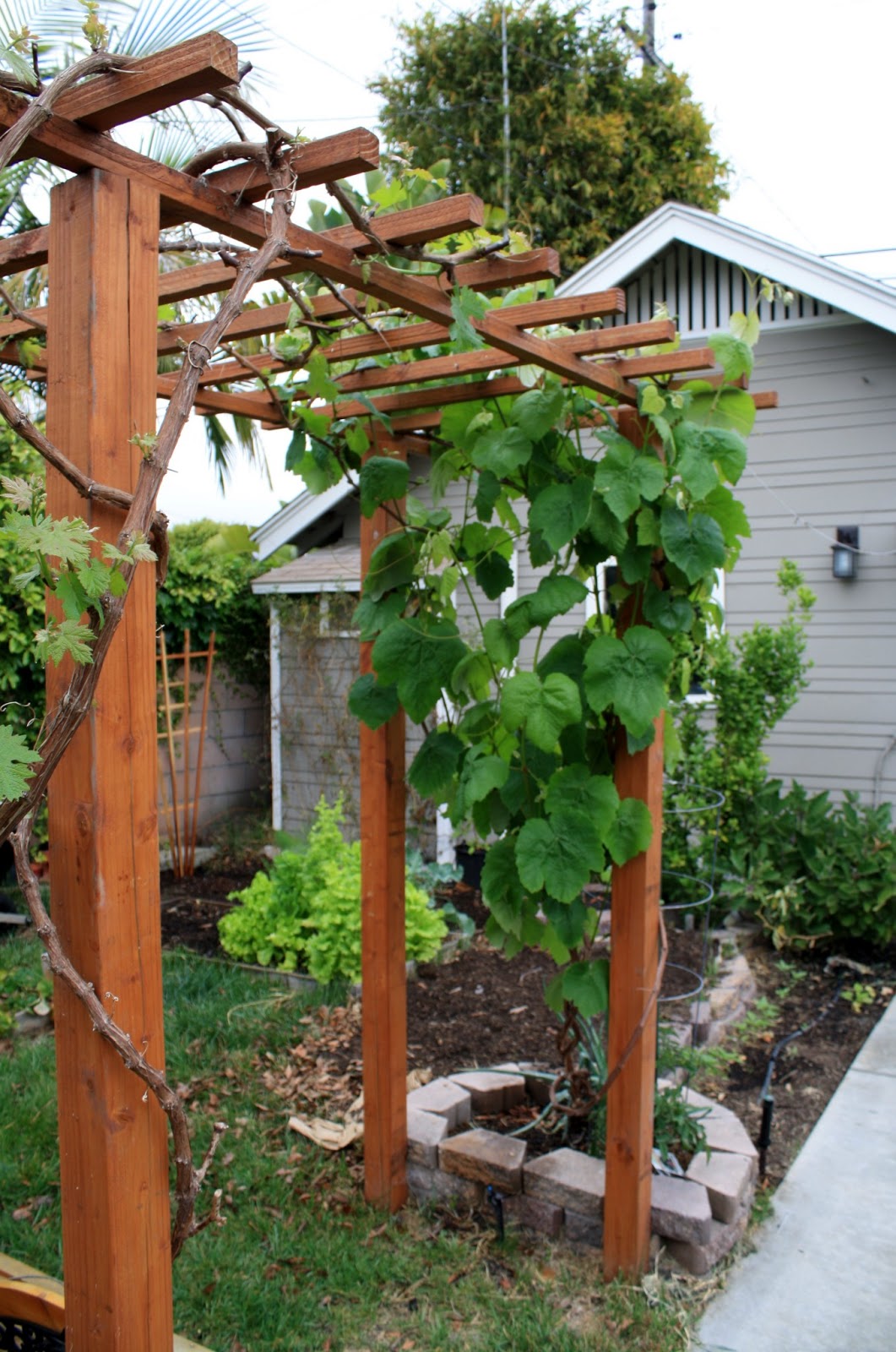Bench under the grape arbor