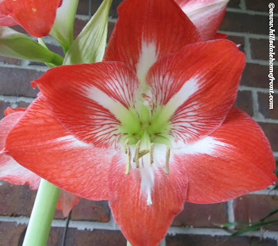 amaryllis