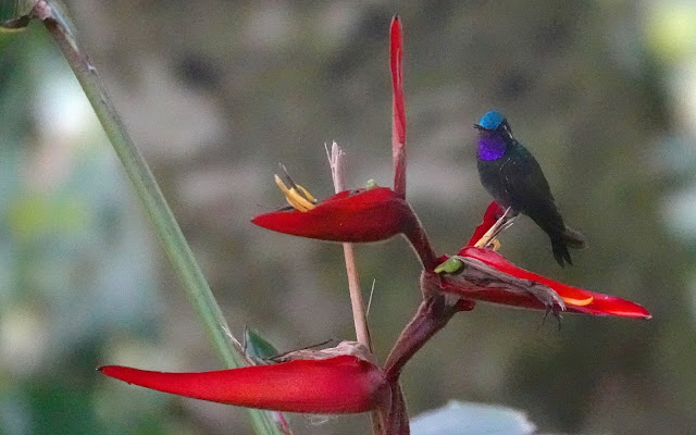 Colibris du Costa Rica Purple-throated%2Bmontain%2Bgem_DSC01746