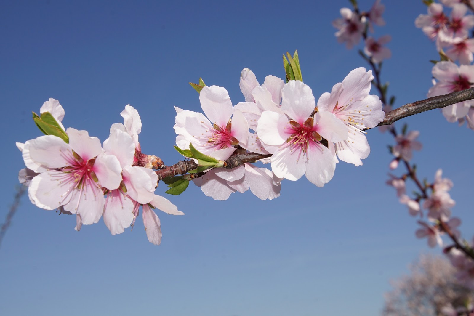 A Letter From Israel When The Almond Trees Flower