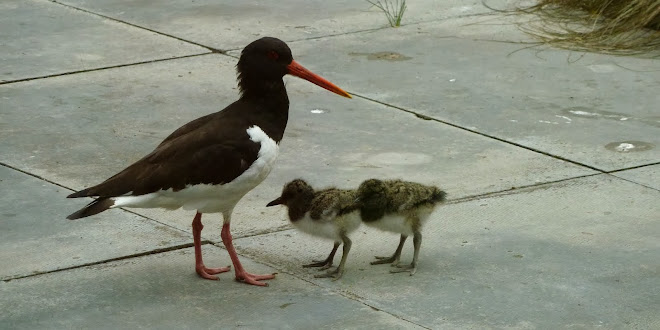 Gillian Dinsmore’s Bird Ringing Blog