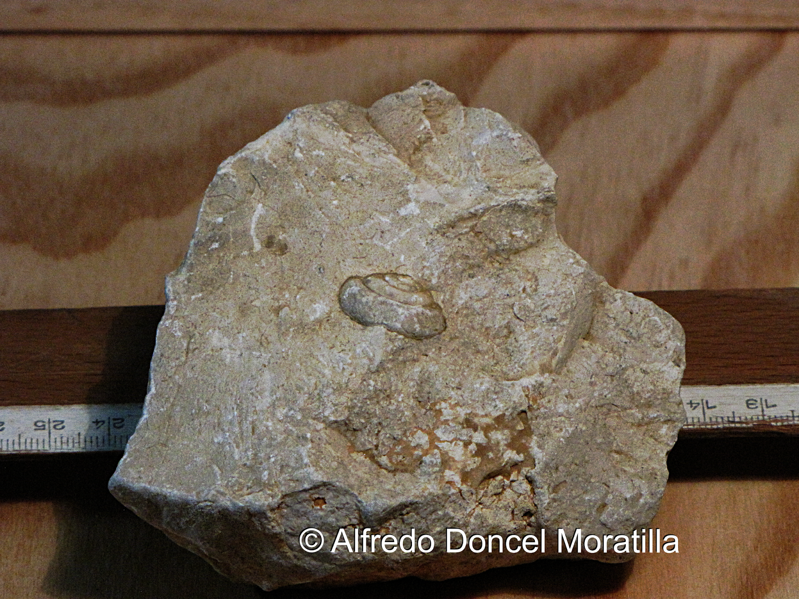 Naturaleza en Santorcaz y otras tierras... FÓSILES DE LAS CALIZAS