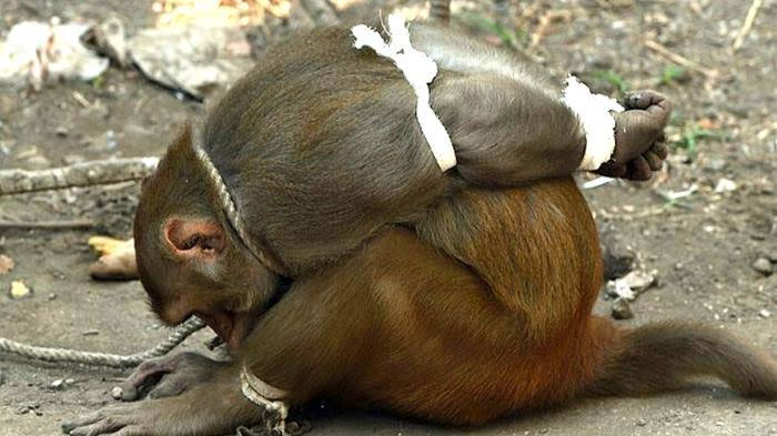 Monyet ditangkap via afp/dailymail.co.uk  