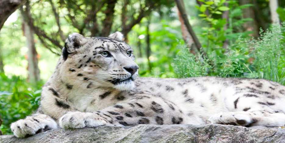 Snow leopard is the national animal of which country?