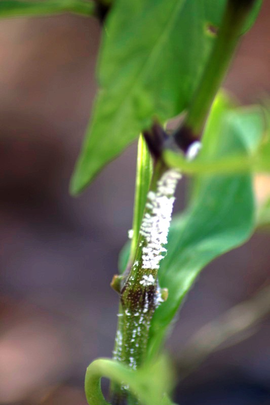 Xtremehorticulture of the Desert Another Report on White Fuzzies on