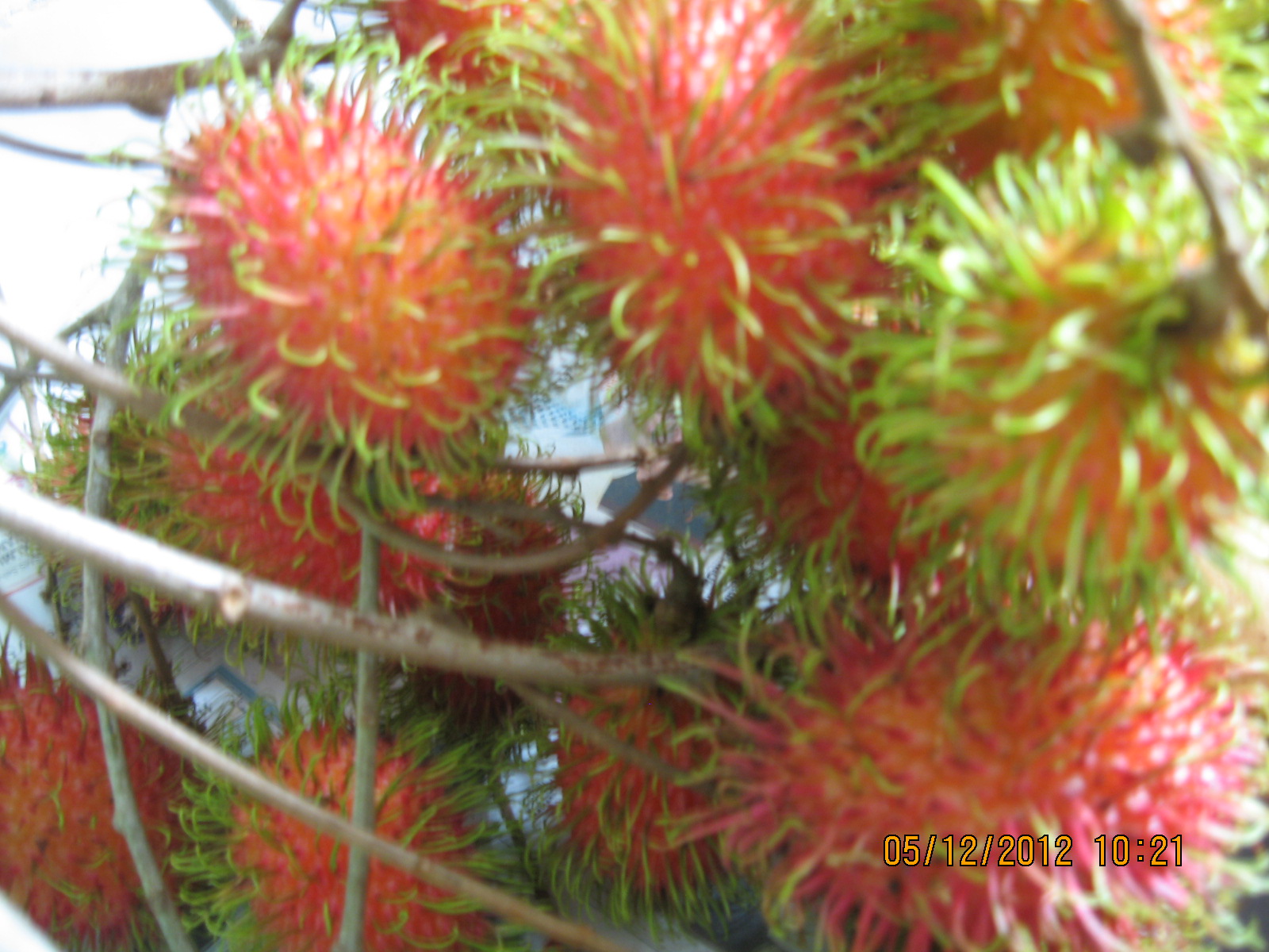 relakslah sekejap : cuit apa yang patut: TENGAH MALAM CARI BUAH DURIAN