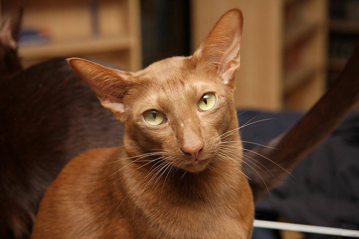 Породы коричневых котов. Ориентальная кошка Гавана. Ориентальная кошка циннамон. Гавана Браун. Ориентальная кошка Гавана Браун.