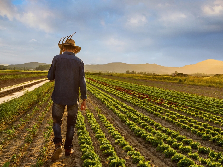 Dia do Lavrador Mais News