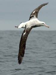albatrosses albatross albatros wingspan flying wings everything talking example nose