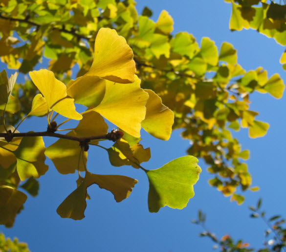 Beautiful Examples of Autumn Leaves Photography Ladies Mails