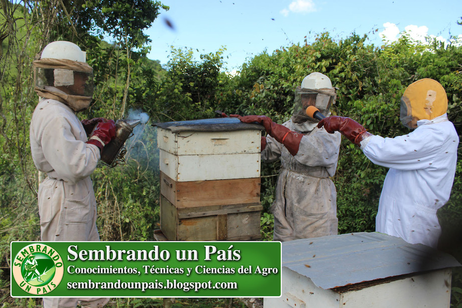 apicultores trabajando