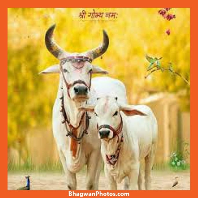 Gau Mata Wallpapers Images Photos Gallery Free Download
