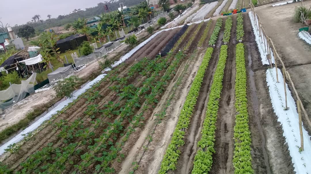 UNDERSTANDING AND DEVELOPING MARKETING STRATEGIES FOR YOUR VEGETABLES (Part 1) HYBRID VEGGIES