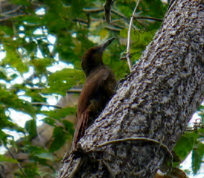 woodcreeper