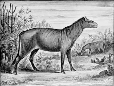 EQUIDAE fosiles Protorohippus