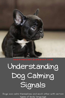 Dog Tips Secret- Understanding Dog Calming Signals | Dog Tips Secret