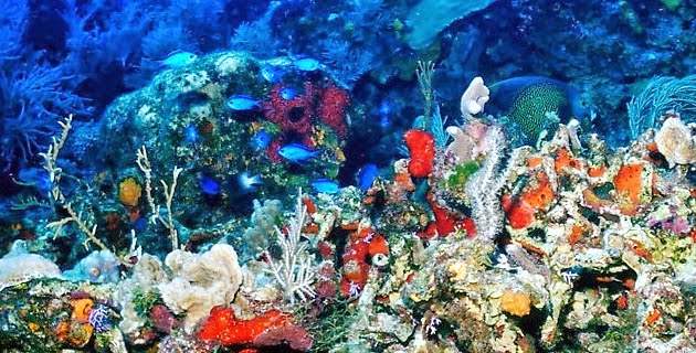 Megadiversidad en Mexico