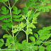 MORINGA TREE PICTURES THAT WILL INTRIGUE YOU!