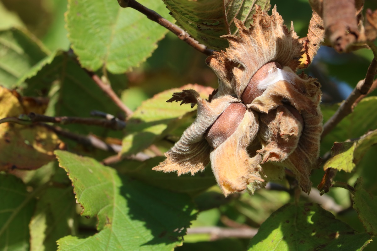 The Unassuming Hazelnut Bur Oak Land Trust