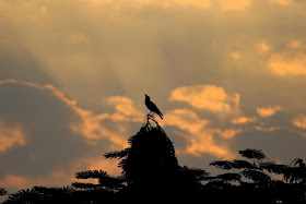 skywatch, crow, treetop, bandra east, evening, clouds, sunset, mumbai, india