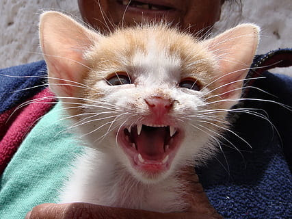 19 Ciri dan Tanda Kucing Sakit Butuh Bantuan Dokter Hewan