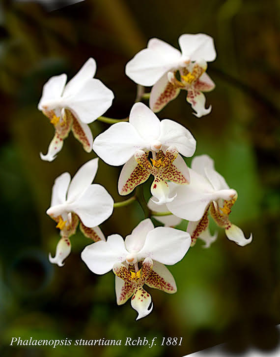 Phalaenopsis stuartiana