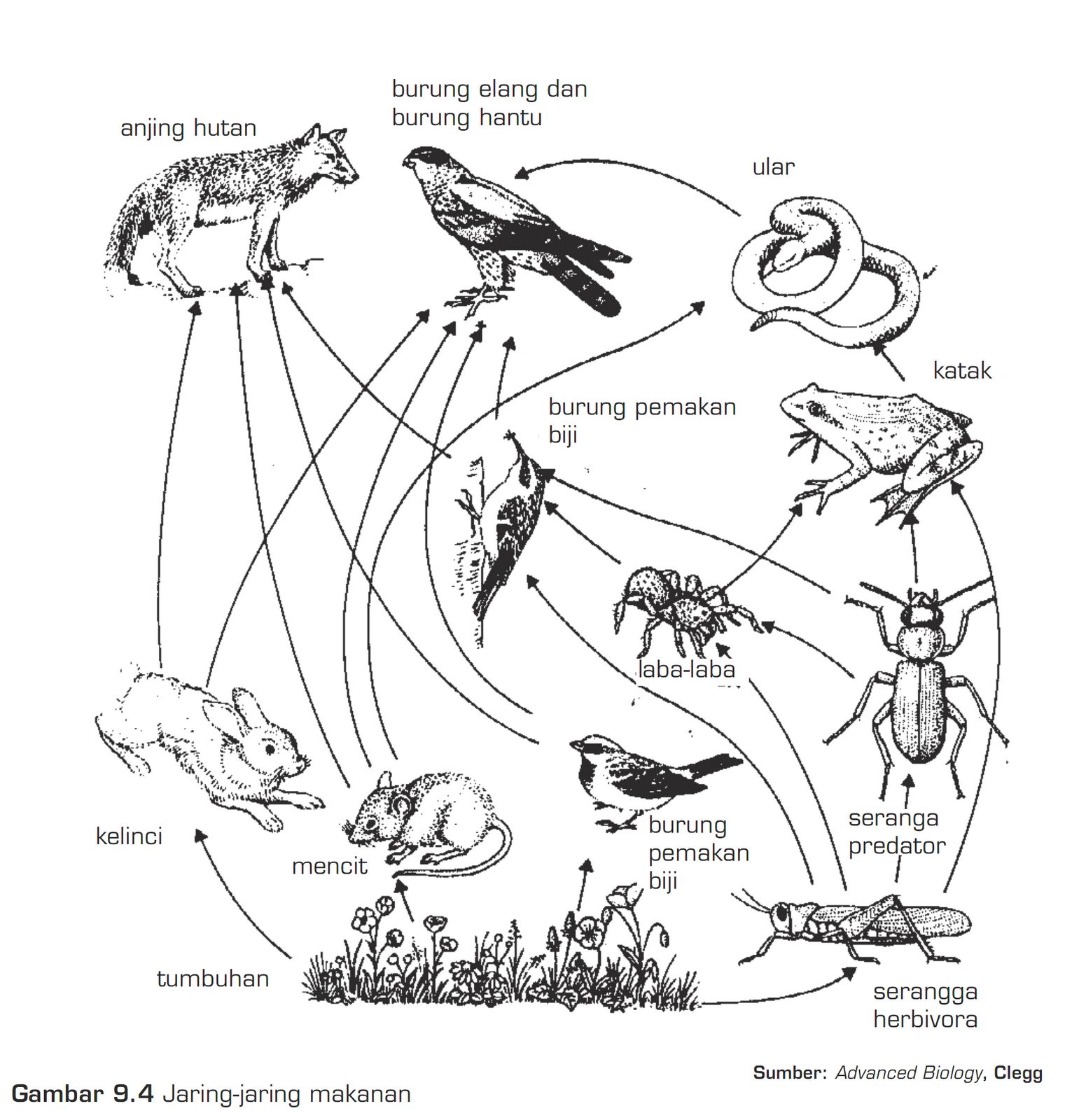 Berikut di bawah ini contoh contoh dari gambar Piramida Rantai dan Jaring makanan pada sebuah ekosistem silahkan temukan dan lihat perbedaannya