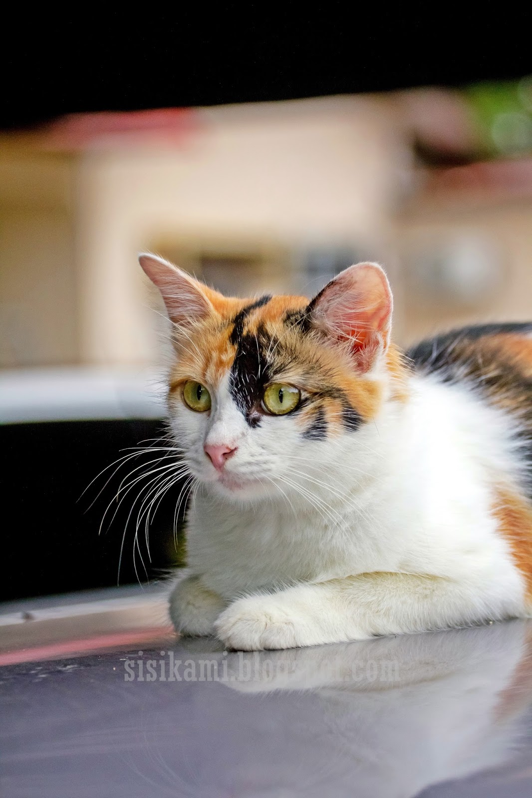 Terpopuler 35+ Gambar Kucing Kampung