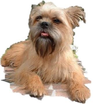 25 Jenis Anjing Kecil Lucu