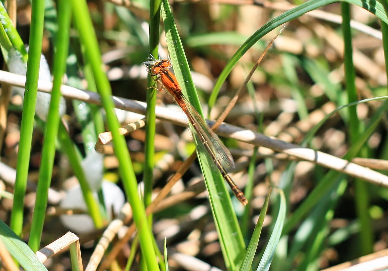 Zac Hinchcliffe's Birding Blog: Cors Erddreiniog, Anglesey - 5th June 2014