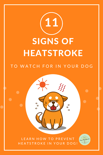 How do I know if my dog has heatstroke?