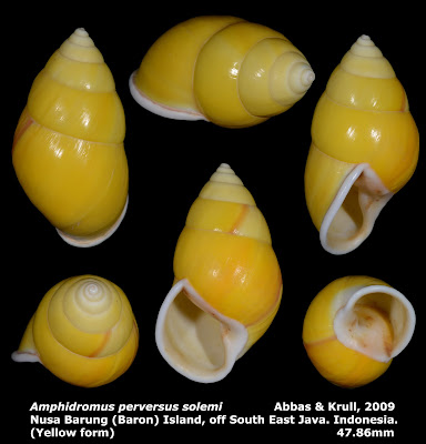 Amphidromus perversus solemi 47.86mm (Yellow form)